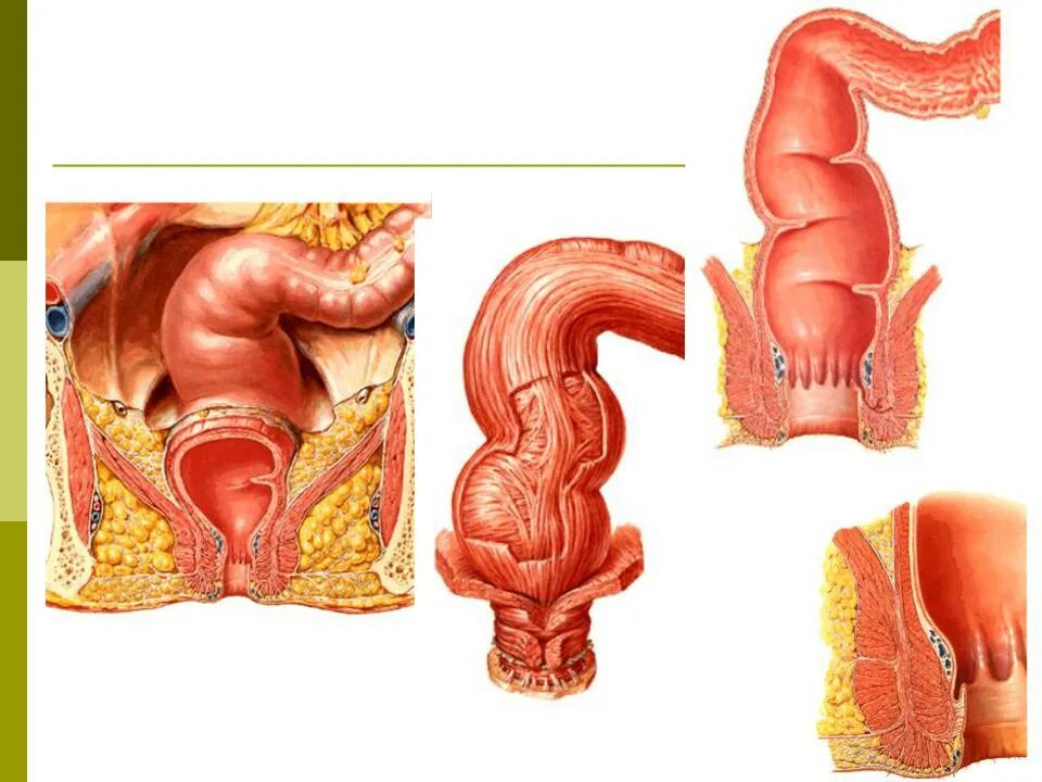Прямая кишка строение у мужчин фото БРЮШИНА И ЕЕ ПРОИЗВОДНЫЕ - Стр 5