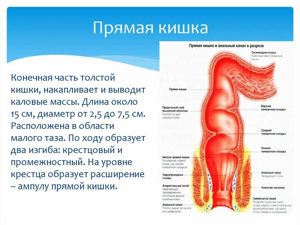 Прямая кишка строение у мужчин фото Схема строения прямой кишки