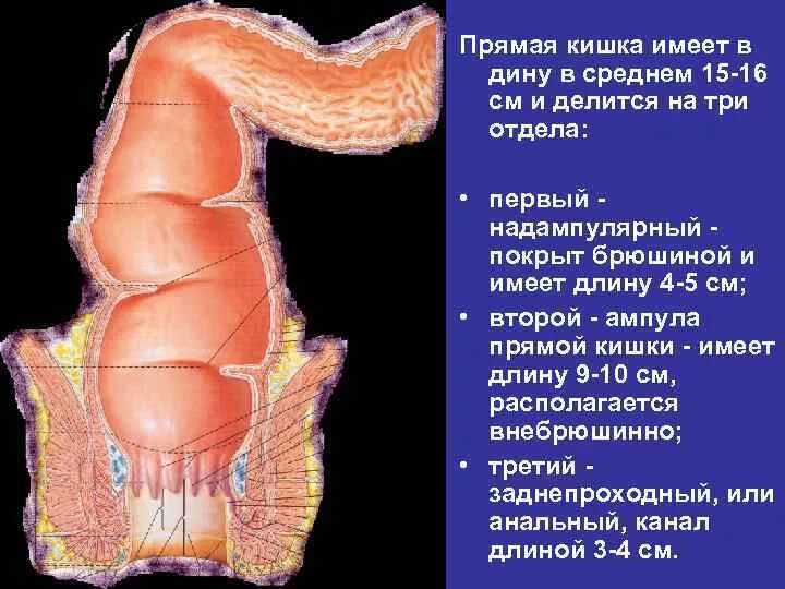 Прямая кишка строение у мужчин фото Прямая кишка анатомия у мужчин: найдено 87 изображений