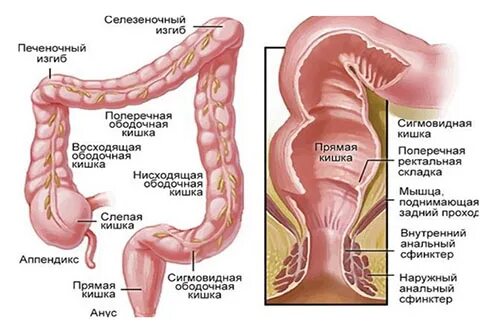 Прямая кишка строение у мужчин фото Проктит: симптомы и лечение воспаления прямой кишки - Medside.ru