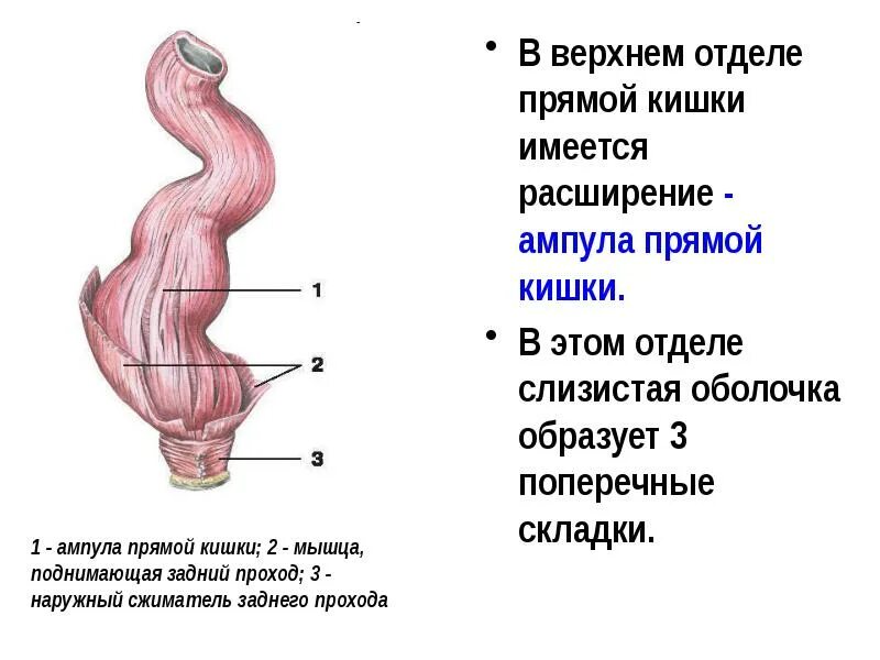 Прямая кишка строение у мужчин фото Толстый кишечник. Брюшина