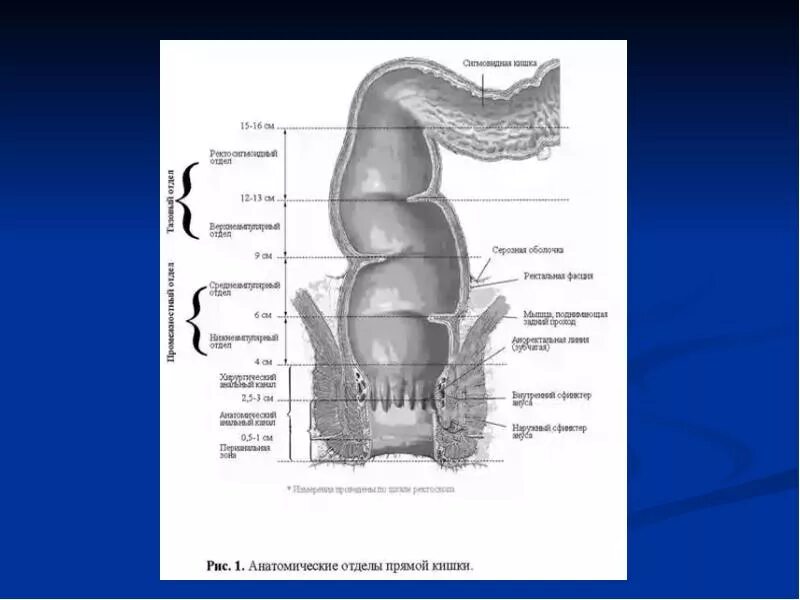Прямая кишка строение у женщин фото Картинки ПРЯМАЯ КИШКА СИСТЕМА