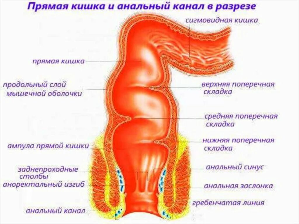 Прямая кишка строение у женщин фото Анатомия прямой кишки и заднего: найдено 90 изображений