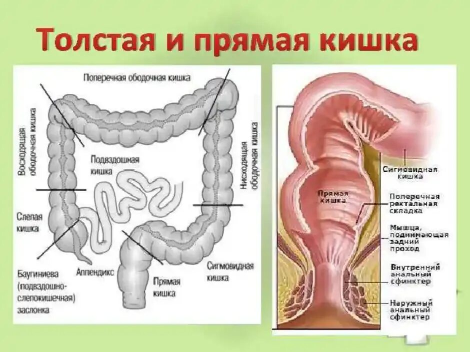 Прямая кишка строение у женщин фото Ректосигмоидный отдел кишки где находится