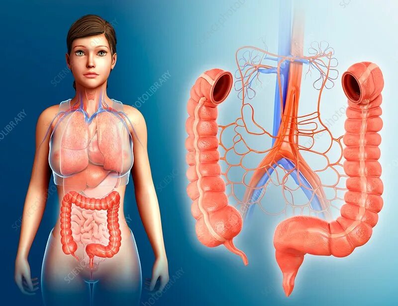 Прямая кишка строение у женщин фото Female large intestine anatomy - Stock Image - F015/8737 - Science Photo Library