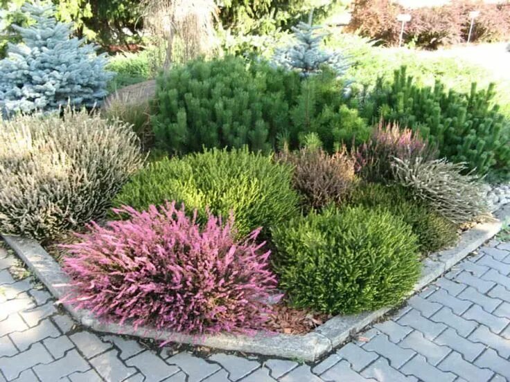 Прямоугольная клумба с можжевельником фото и лавандой Front Yard With Hardy Shrubs : Hardy Shrubs Can Grace The Landscape #LandscapeSh