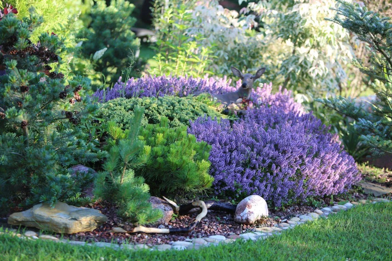 Прямоугольная клумба с можжевельником фото и лавандой thymus Herb garden, Garden, Plants