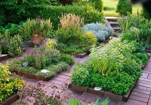 Пряные травы для огорода многолетние фото Herb garden with Mentha, Aloysia triphylla, Thymus, Lavandula, Satureja, Helichr