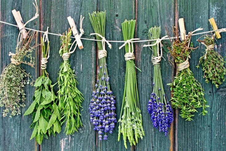 Пряные травы фото Herbs and Flowers Hanging to Dry