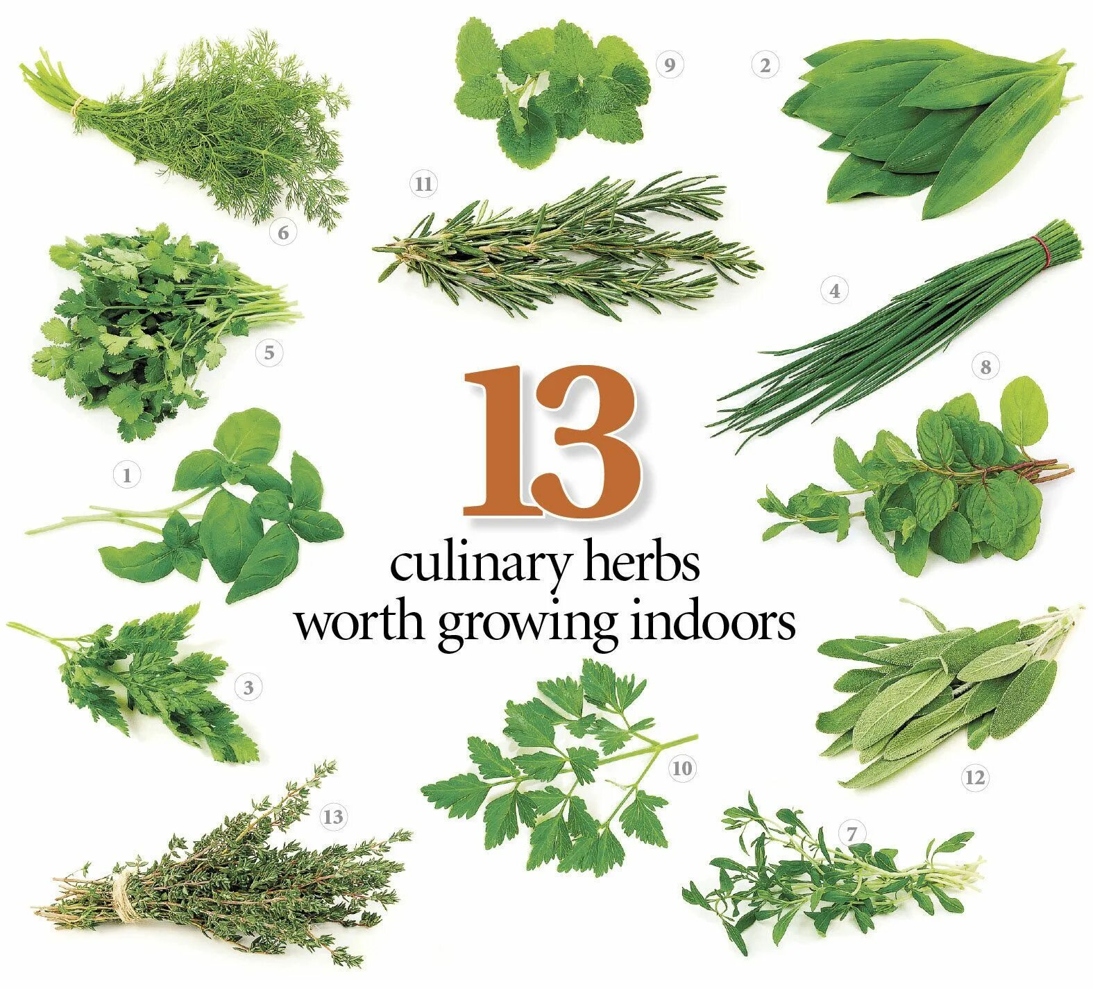 Пряные травы фото и описание 13 herbs to grow in your kitchen, with tips on getting started and keeping them 