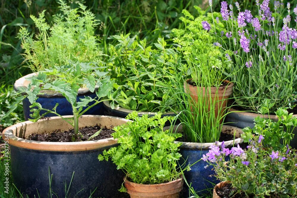 Пряные травы на огороде фото Urban gardening - Gemüse und Kräuter in Töpfen Stock Photo Adobe Stock