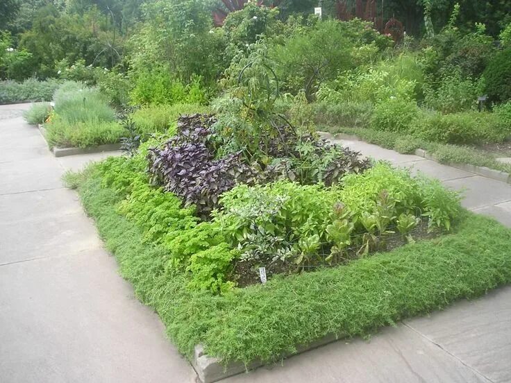 Пряные травы на огороде фото Related image Herb garden design, Outdoor herb garden, Garden design layout