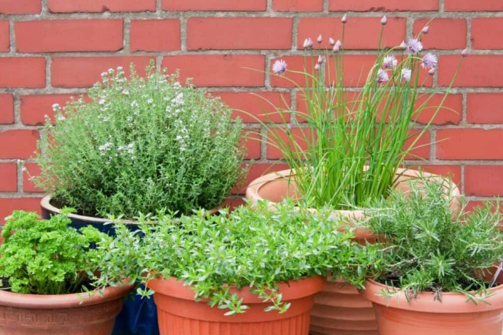 Пряные травы на огороде фото с названиями Good Herb Garden Layout Идеи посадки растений, Контейнерное садоводство, Растени