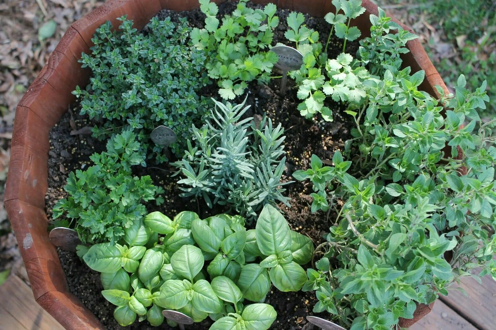 Пряные травы на огороде фото с названиями Pin by Antonio Junior on Horta Garden Medicinal herbs garden, Container herb gar