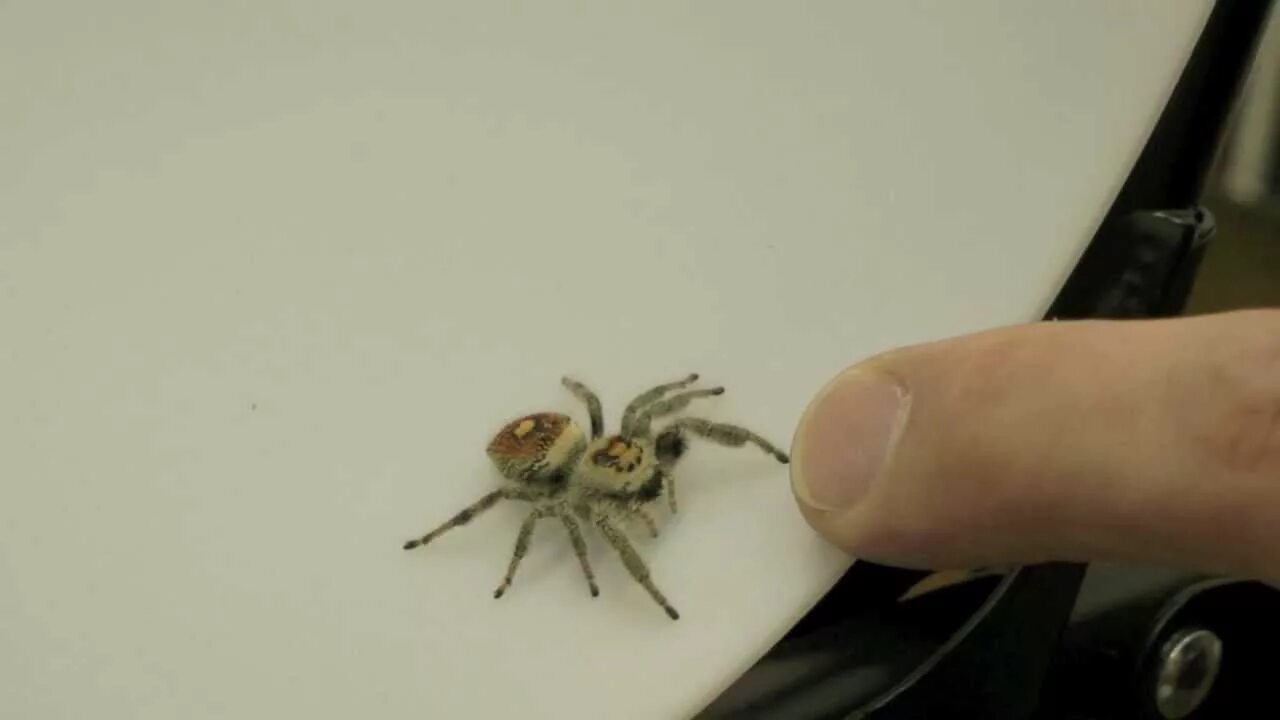 Прыгающий паук фото Regal Jumping Spider (Phidippus regius) - YouTube