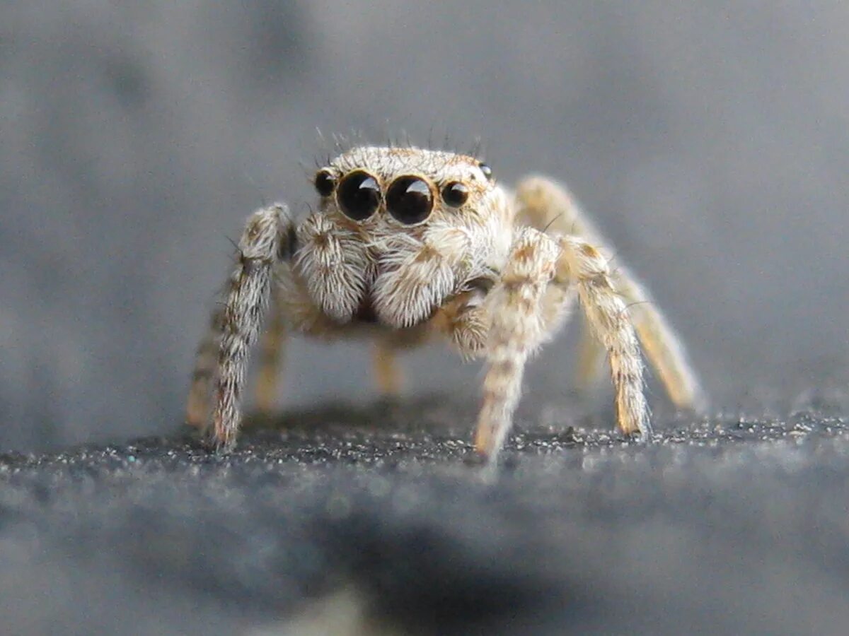 Прыгающий паук фото Милый паук - Пауки прыгуны - Salticidae. tre-i-dnr.ru