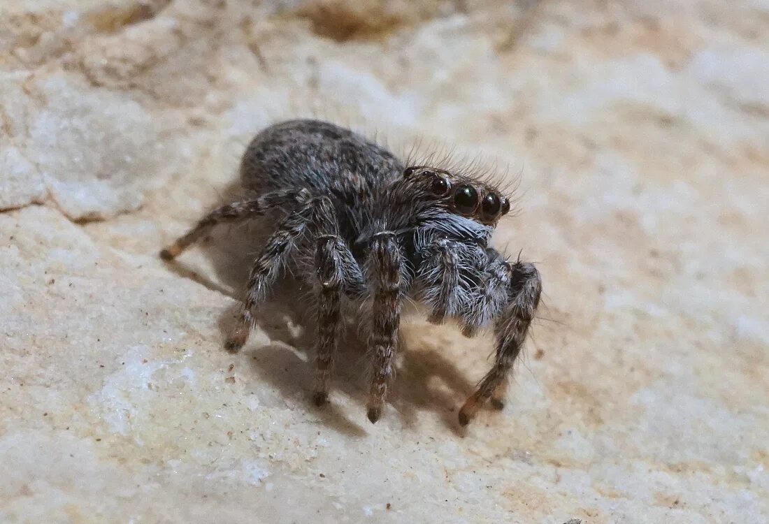 Прыгающий паук фото MacroID.RU - горный скакун