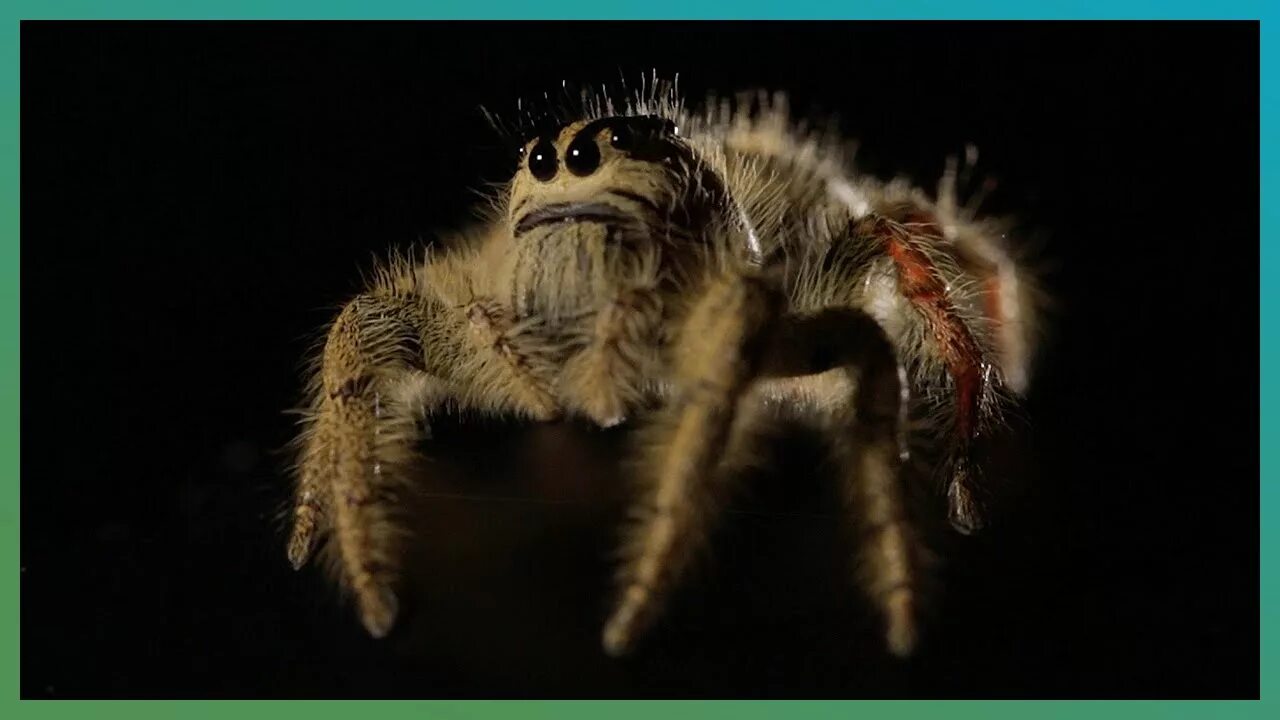 Прыгающий паук фото Worlds Biggest Jumping Spider In Slow Motion Earth Unplugged - YouTube