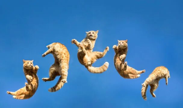 Прыжок кошки фото Cat Leaping Images - Browse 72,046 Stock Photos, Vectors, and Video Adobe Stock