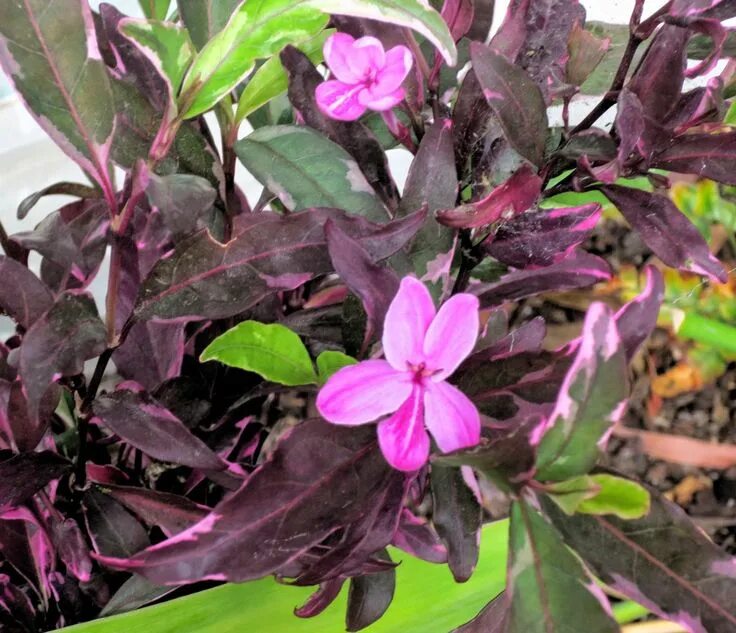 Псевдоэрантемум фото в домашних условиях My favorite plant this week: Pseuderanthemum 'Texas Tri-star' Plants, Purple pla