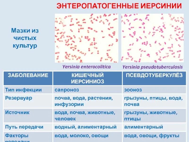 Псевдотуберкулез симптомы фото Условия способствующие заражению псевдотуберкулезом ответ гигтест: найдено 88 из