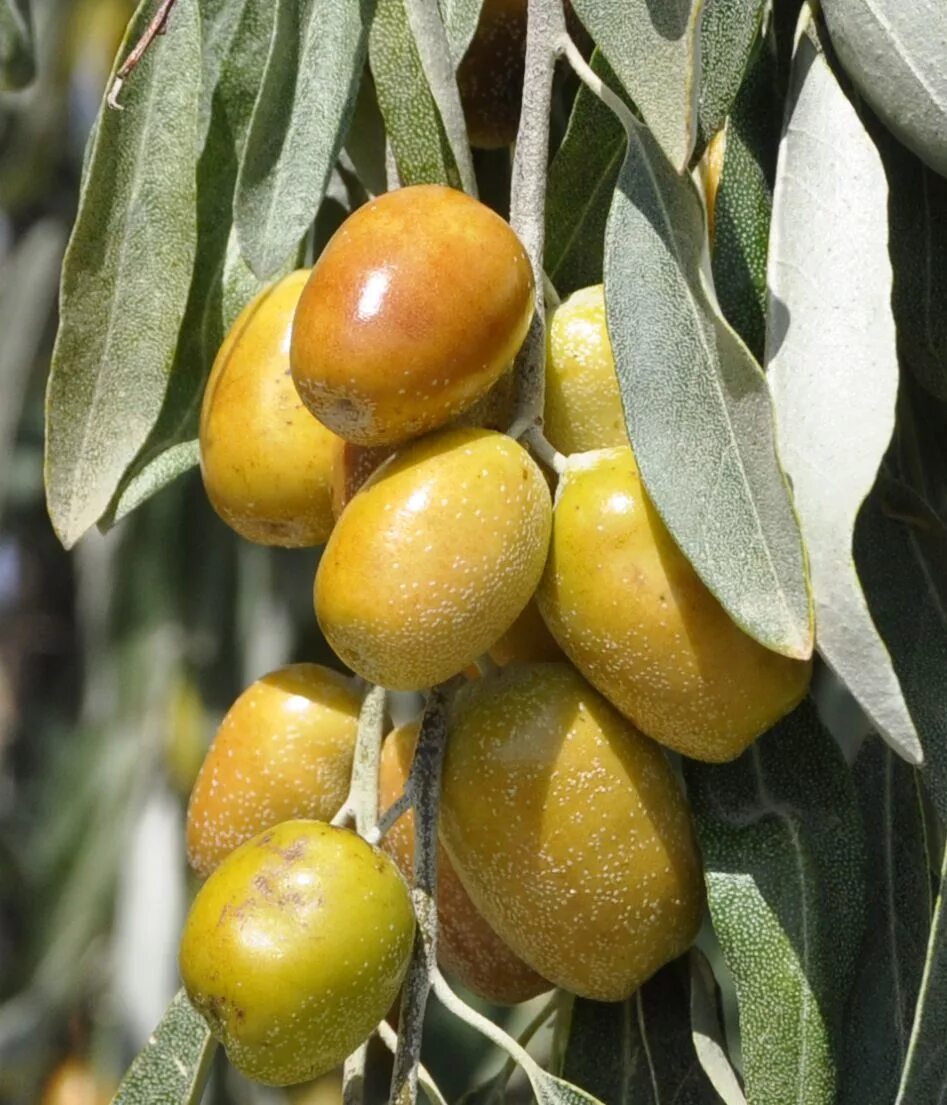 Пшат армянская ягода перевод на русский фото Elaeagnus littoralis - Image of an specimen - Plantarium