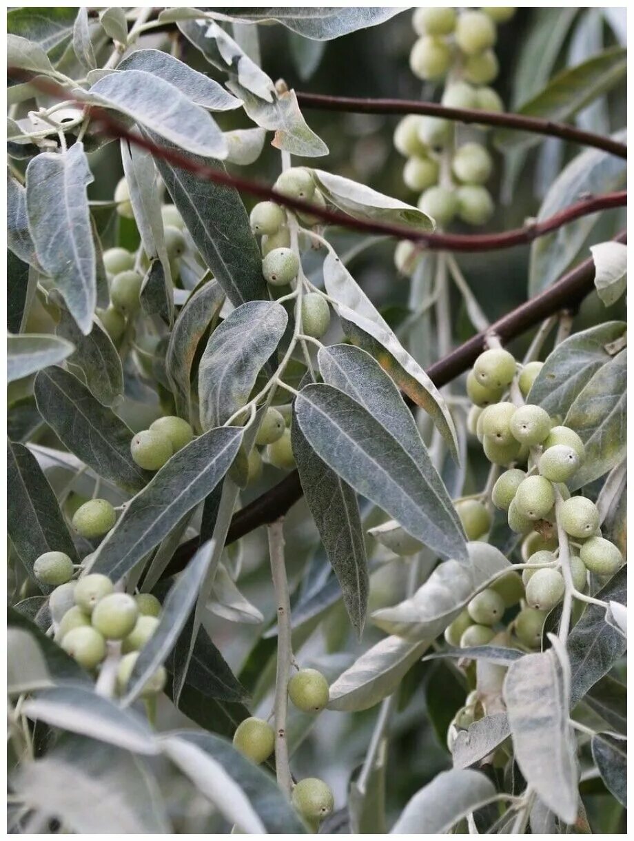 Пшата ягода фото Семена Лох узколистный (восточный) / Пшат / Elaeagnus angustifolia (orientalis),