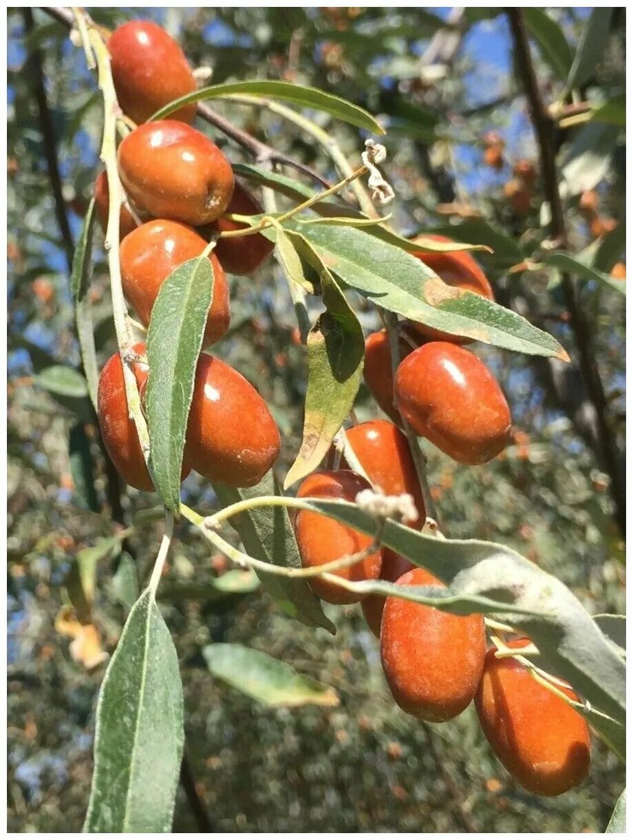 Пшата ягода фото Семена Лох узколистный (Elaeagnus angustifolia), 20 штук - купить в интернет-маг