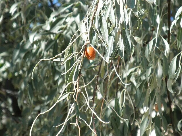 Пшата ягода фото и описание File:Elaeagnus angustifolia Fruto 2010-10-26 ArboretoParqueElPilarCiudadReal.jpg