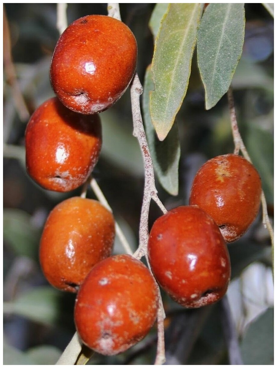 Пшата ягода фото и описание Семена Лох узколистный (восточный) / Elaeagnus angustifolia, 20 штук - купить в 