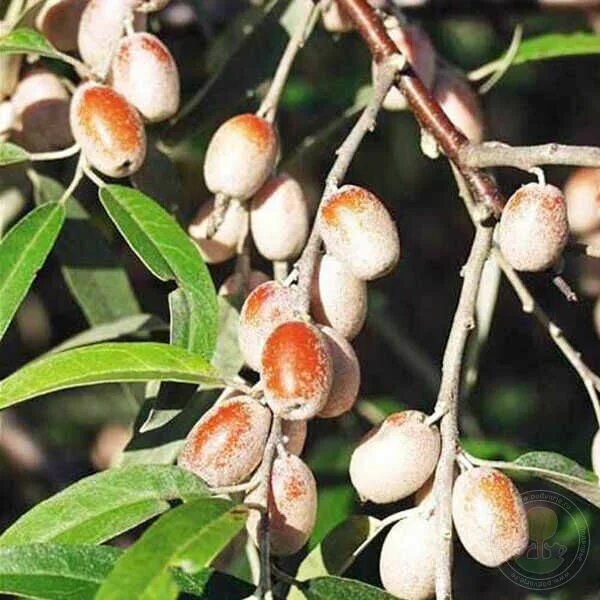 Пшата ягода фото и описание Лох узколистный (Elaeagnus angustifolia) купить саженцы в Москве по низкой цене 