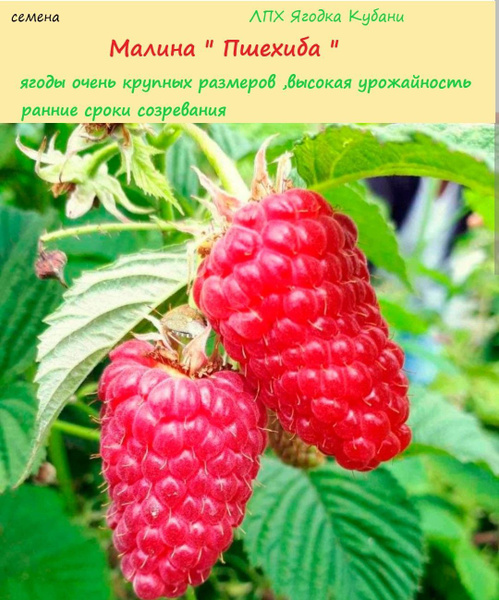 Пшехиба малина описание сорта фото отзывы сроки Малина ЛПХ Ягодка Кубани Малина "Пшехиба" 20 шт - купить по выгодным ценам в инт