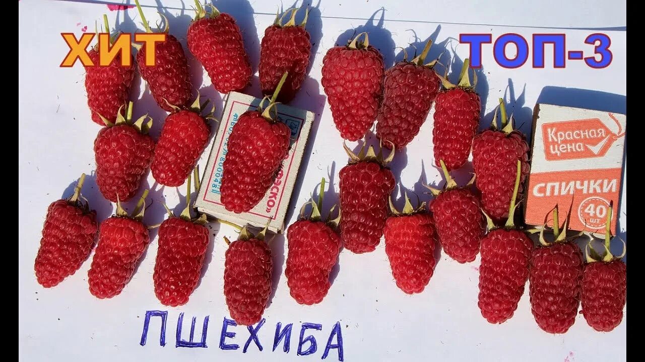 Пшехиба малина описание сорта фото отзывы сроки Малина Пшехиба. Крупноплодность, товарность, красота. Новый сорт хит популярност