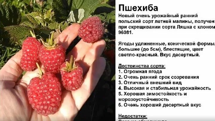 Пшехиба малина описание сорта фото отзывы сроки Смотрите видео "Летний сорт малины Пшехиба в 2018 г - это надо видеть!" в ОК. Пл