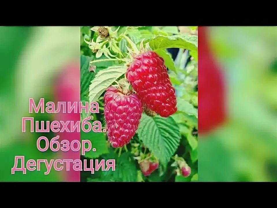 Пшехиба описание сорта фото отзывы купить малина Малина сорт "Пшехиба". Обзор - YouTube