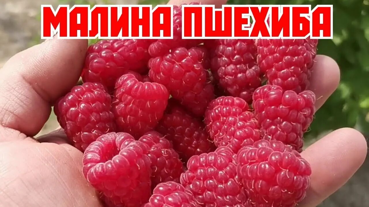 Пшехиба описание сорта фото отзывы купить малина МАЛИНА ПШЕХИБА! ЛУЧШИЕ СОРТА, МИРОВОЙ СЕЛЕКЦИИ! - YouTube