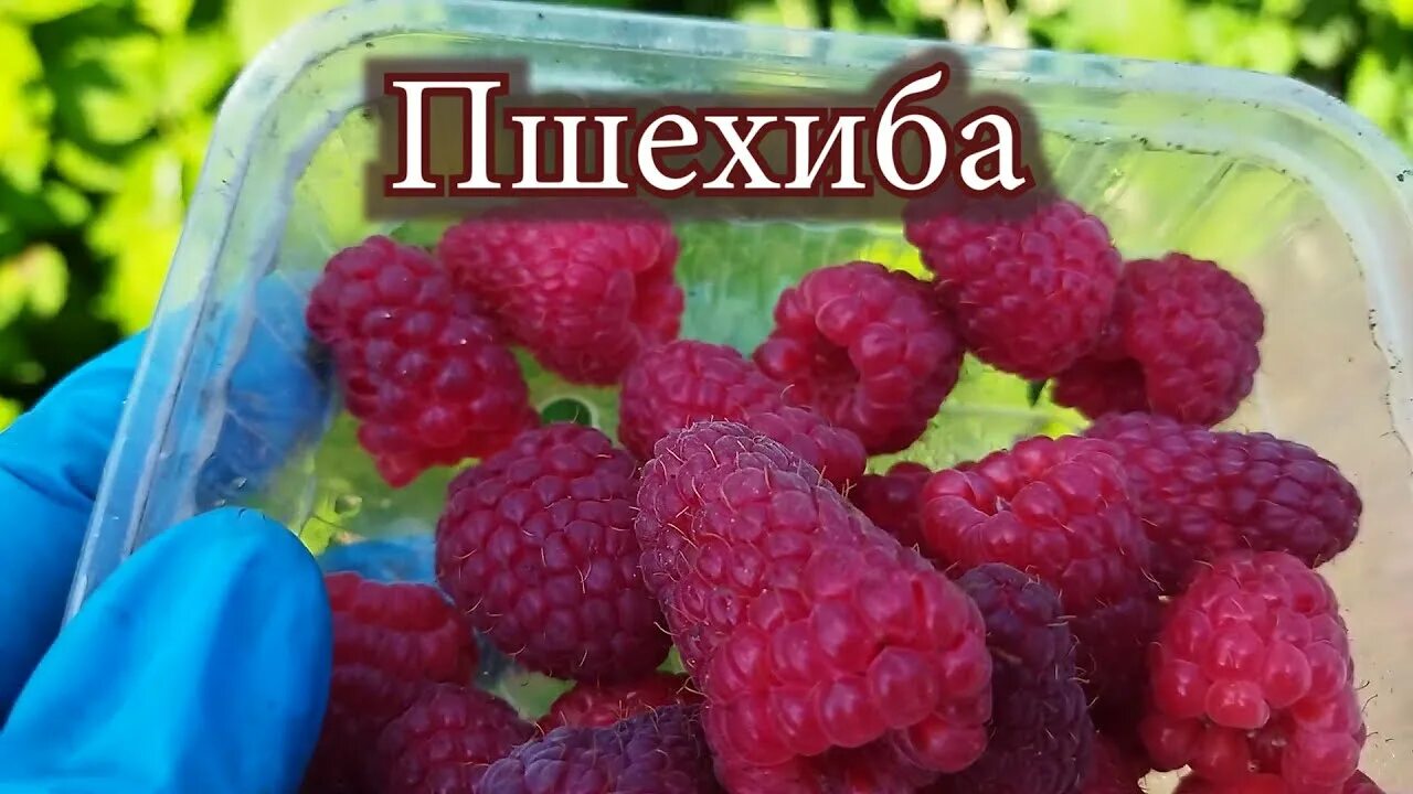 Пшехиба описание сорта фото отзывы садоводов Малина Пшехиба в пригороде Воронежа. Однозначно будем увеличивать посадки. - You