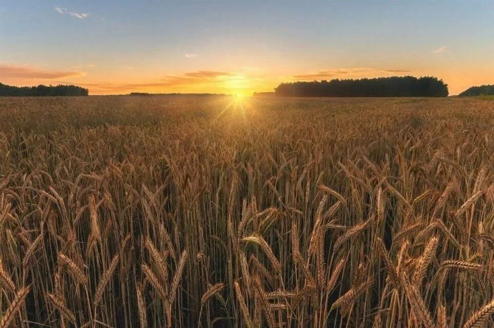 A wheat field in the wild. Lovely near ❤ 2023 Это Дмитров, детка! VK