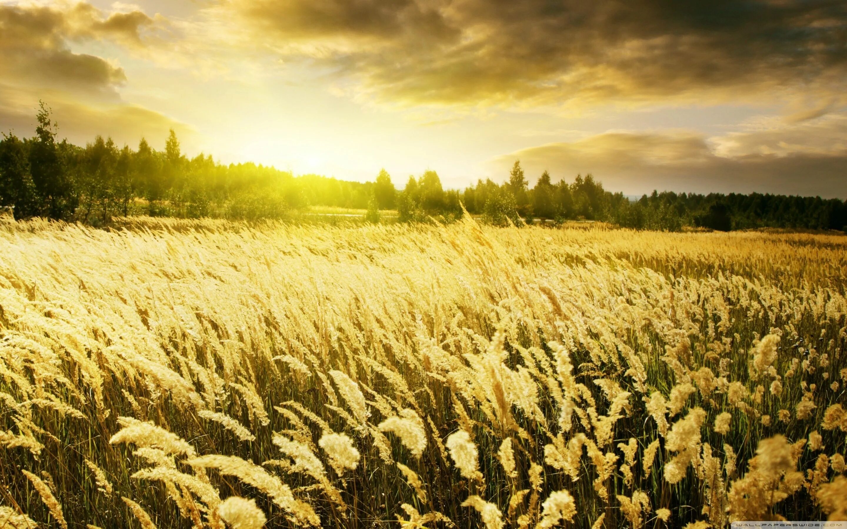 Пшеничное поле фото красивое golden field