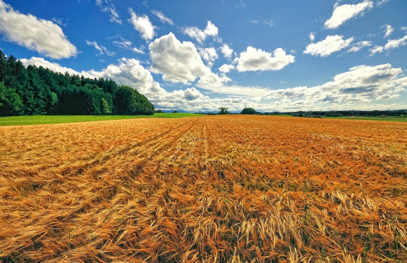 Пшеничное поле осенью фото Wallpaper : landscape, sky, field, farm, corn, wheat, Rye, Korn, cereal, barley,