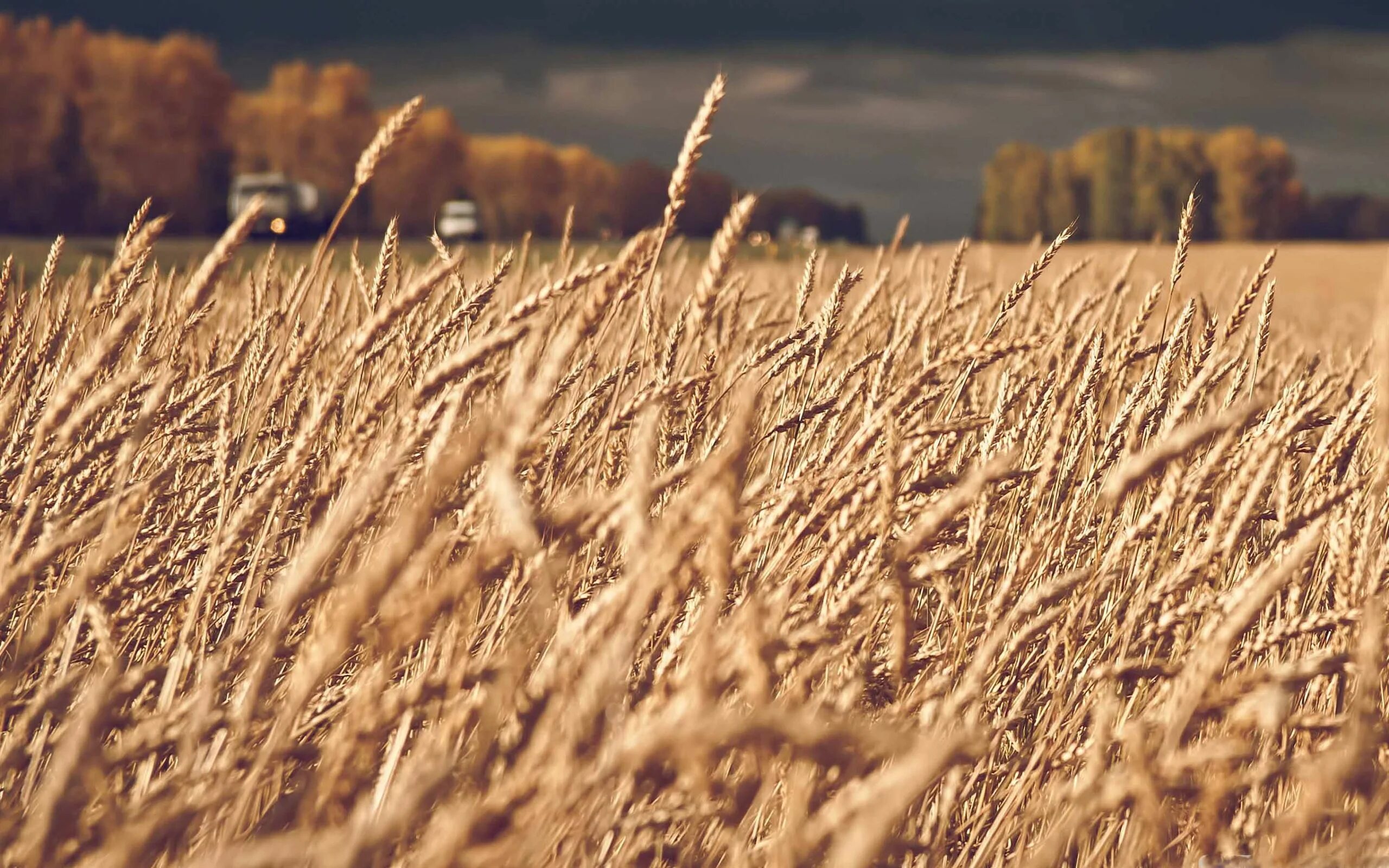 Пшеничное поле осенью фото Dark Stormy Clouds Over Wheat Field Mac Wallpaper Download AllMacWallpaper