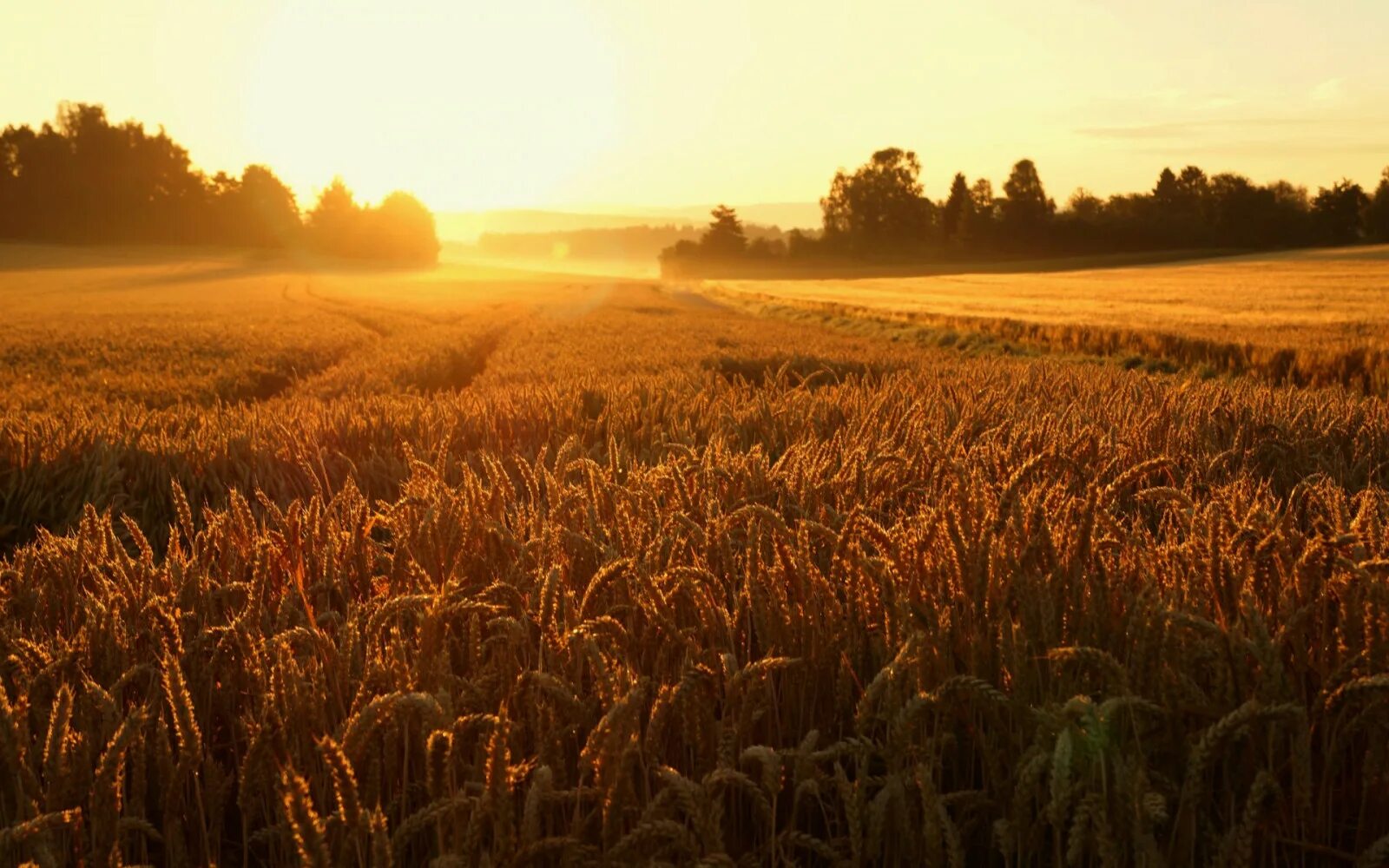 Пшеничное поле осенью фото Wallpaper : sunlight, landscape, food, sunset, nature, field, sunrise, evening, 