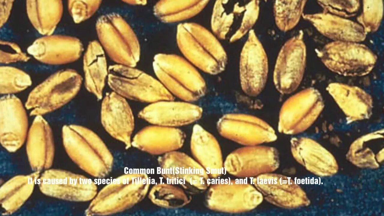 Пшеница поврежденная клопом черепашкой фото Seed borne diseases of cereals crops and their control - YouTube