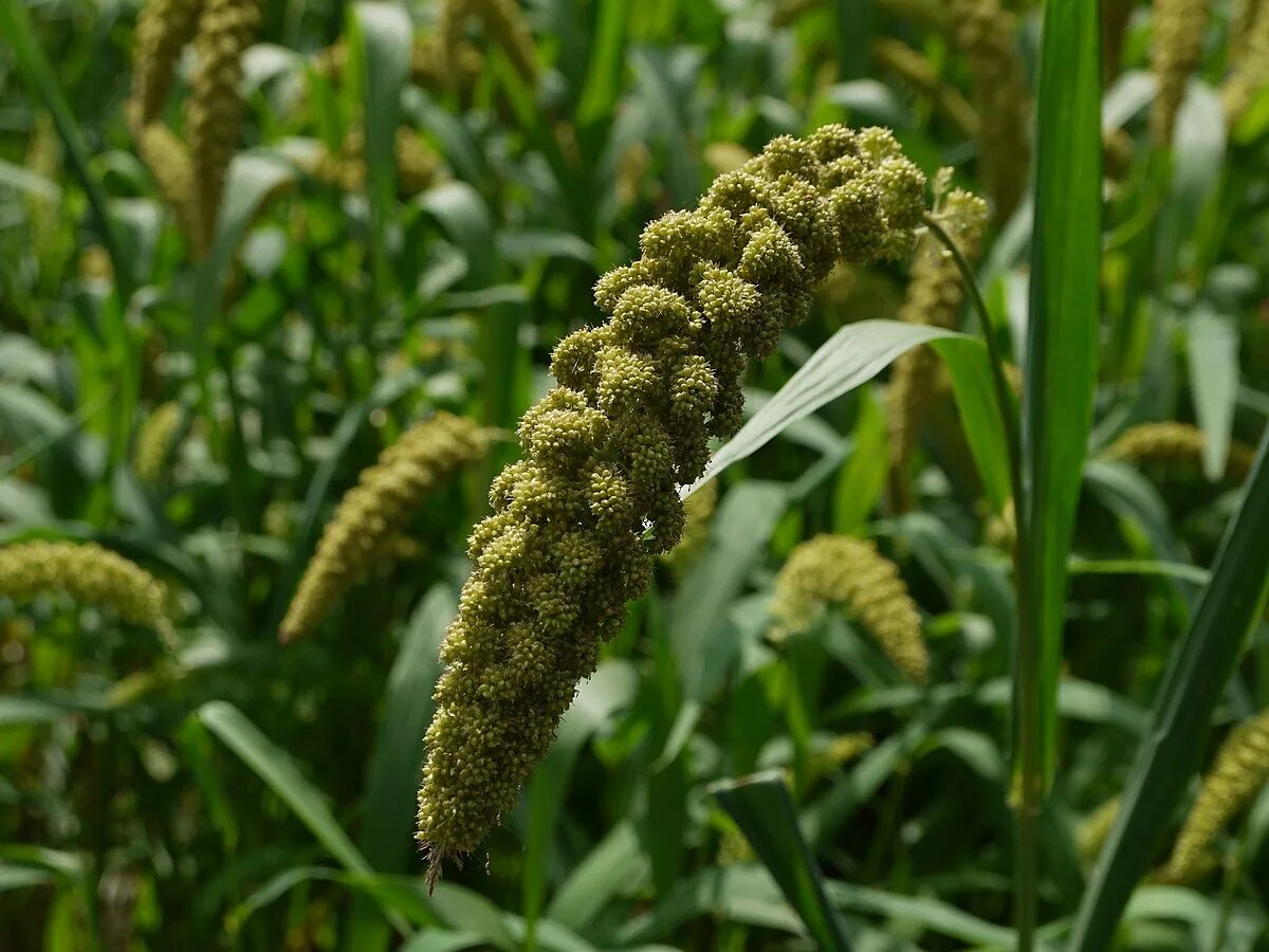 Millet stock photo. Image of ripe, protein, yellow, grain - 15858094