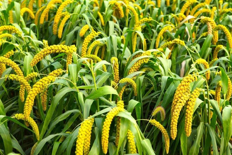 Пшенка как выглядит растение Millet stock photo. Image of ripe, protein, yellow, grain - 15858094