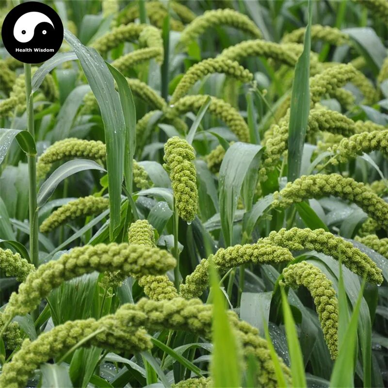 Пшенка как выглядит растение Buy Millet Semente 300pcs Plant Chinese Herb Food Millet For Grain Millet - buy 