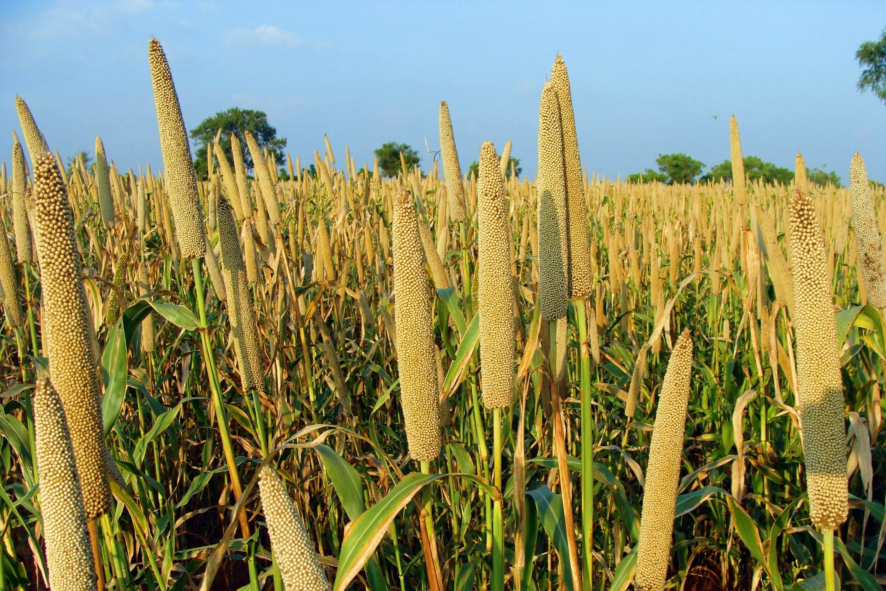 Пшено фото растение как выглядит brown wheat field under blue sky Pearl Millet #Bajra #Cultivation #lingsugur #ra