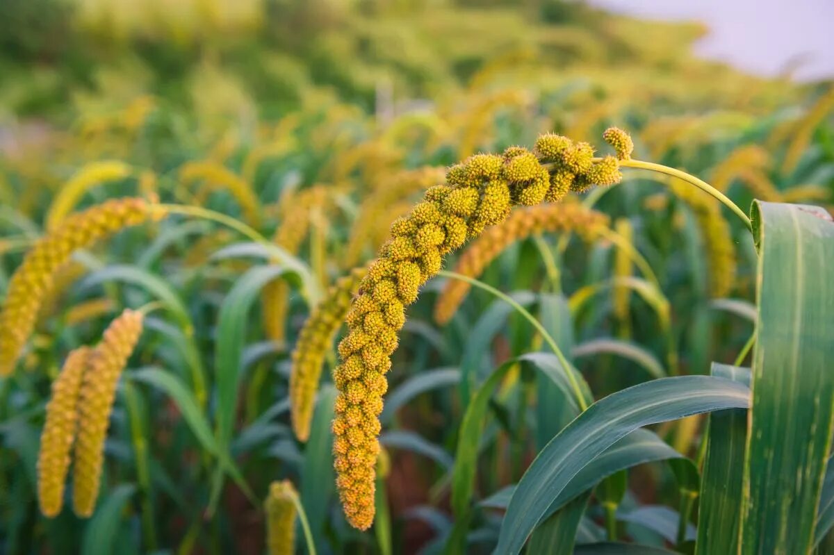 Пшено фото растение как выглядит Millets: promising crops for food production, job creation and climate adaptatio