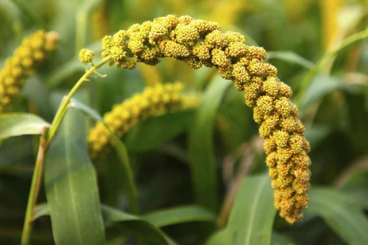 Пшено фото растение как выглядит Growing Millet for Birdseed? ThriftyFun