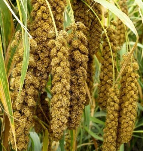 Пшено фото растение как выглядит Foxtail Millet Ornamental Grass (Setaria Italica Macrocheata) Seeds 50+ seeds eB